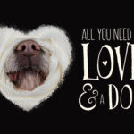 honden-studio-portretten