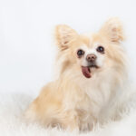 honden-studio-huisdieren
