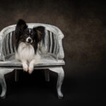 Photo Osenga-Honden-Studio-Eindhoven