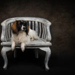 Photo Osenga-Honden-Studio-Eindhoven