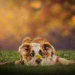 honden fotografie-huisdier edits- photoshop