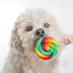 Hond en lolly - huisdieren fotografie - hondenfotografie - studio eindhoven