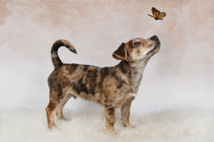 Dierenfotografie-Eindhoven-studio