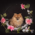 Huisdierenfotograaf-hondenfotografie