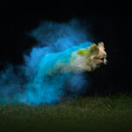 Photo Osenga-Honden-HoliPowder-Eindhoven