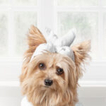 Hondenfotograaf Eindhoven, studio eindhoven, huyisdierenfoto
