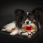 Potter-Huisdierenfotografie-Eindhoven