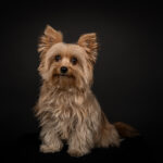Huisdieren-Hondenfotografie-Studio