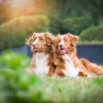 fotoshoot huisdieren - hondenportret - huisdierenfotografie